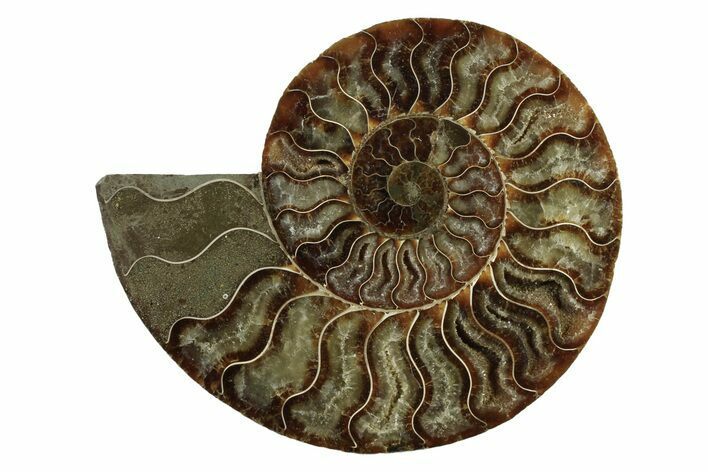 Cut & Polished Ammonite Fossil (Half) - Madagascar #341200